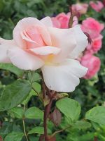 Floriade 2022 in Almere