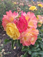 Floriade 2022 in Almere