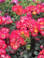 Floriade 2022 in Almere