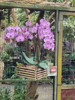 Orchideen Hoeve