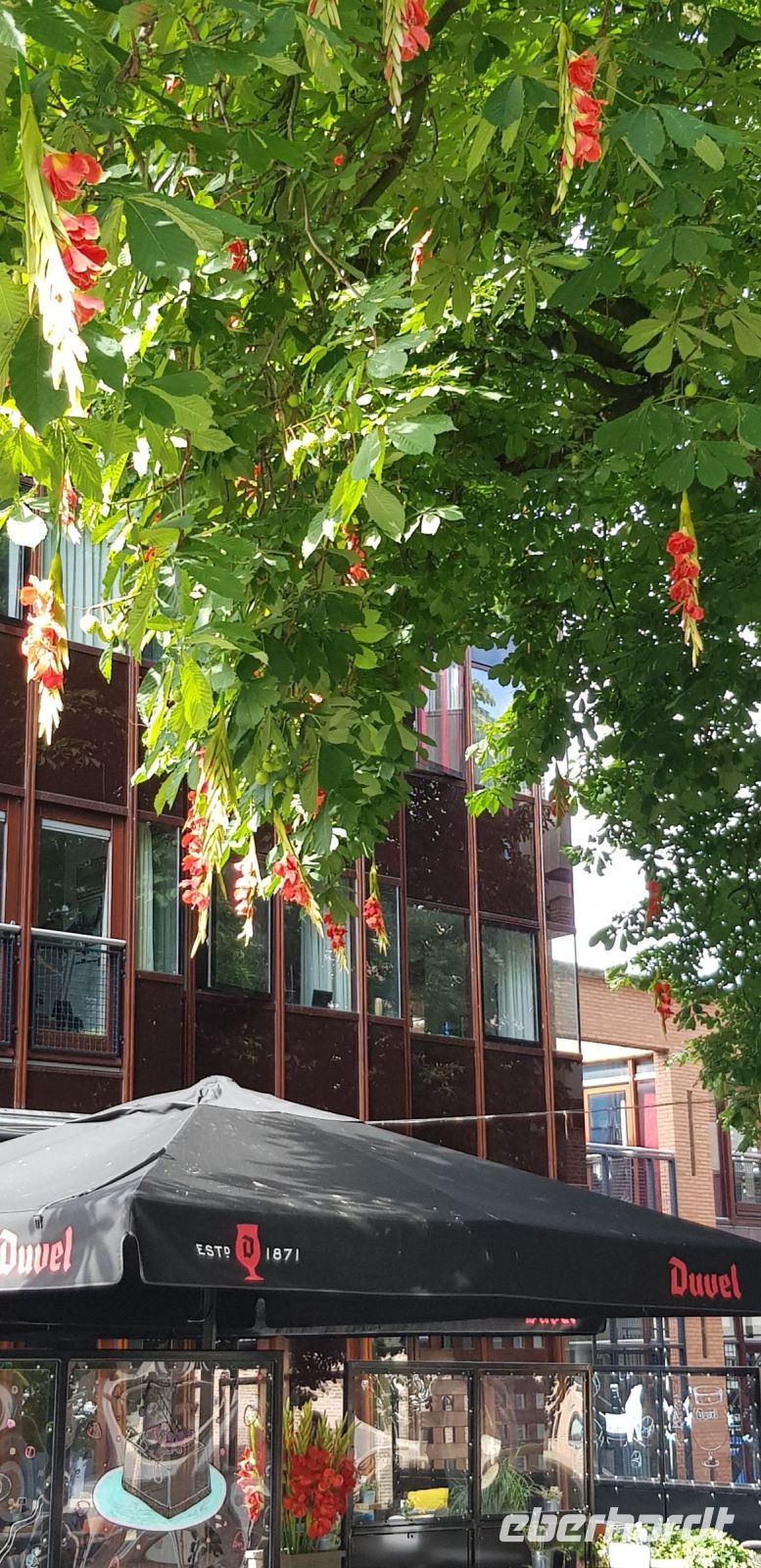 Nijmegen - Gladiolenbaum.jpg