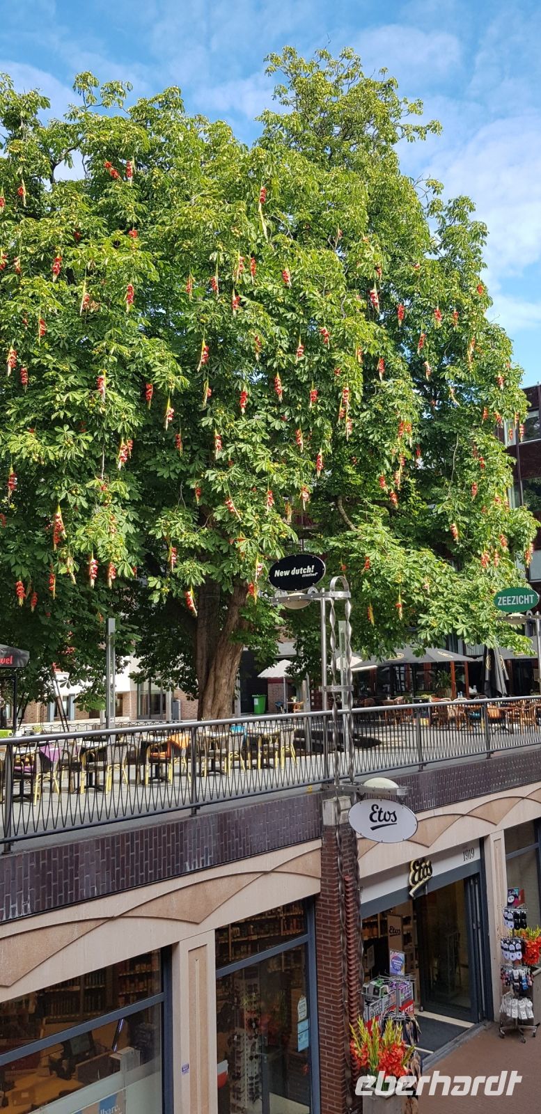 Nijmegen - Galdiolenbaum.jpg