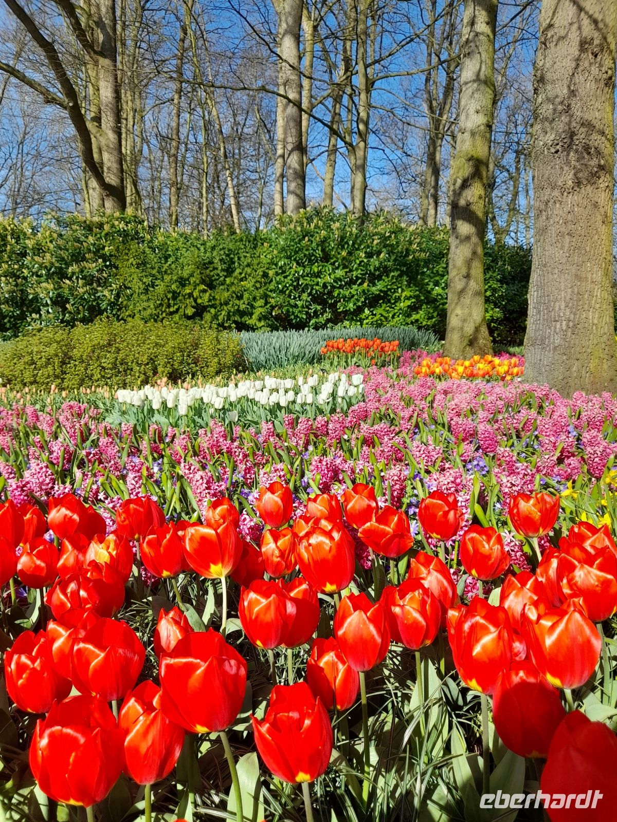 Blütenpracht im Keukenhof