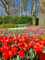 Blütenpracht im Keukenhof