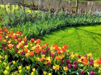 Blütenpracht im Keukenhof