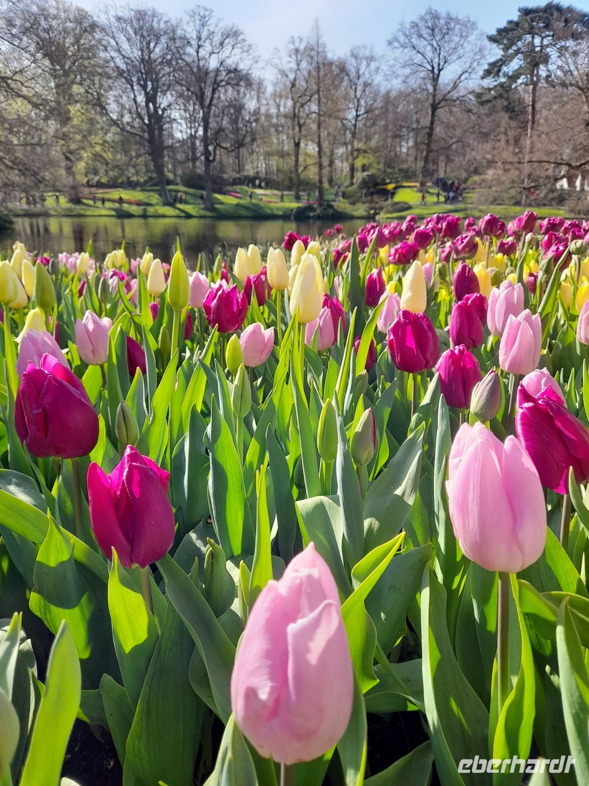 Blütenpracht im Keukenhof
