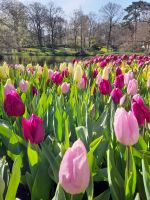 Blütenpracht im Keukenhof