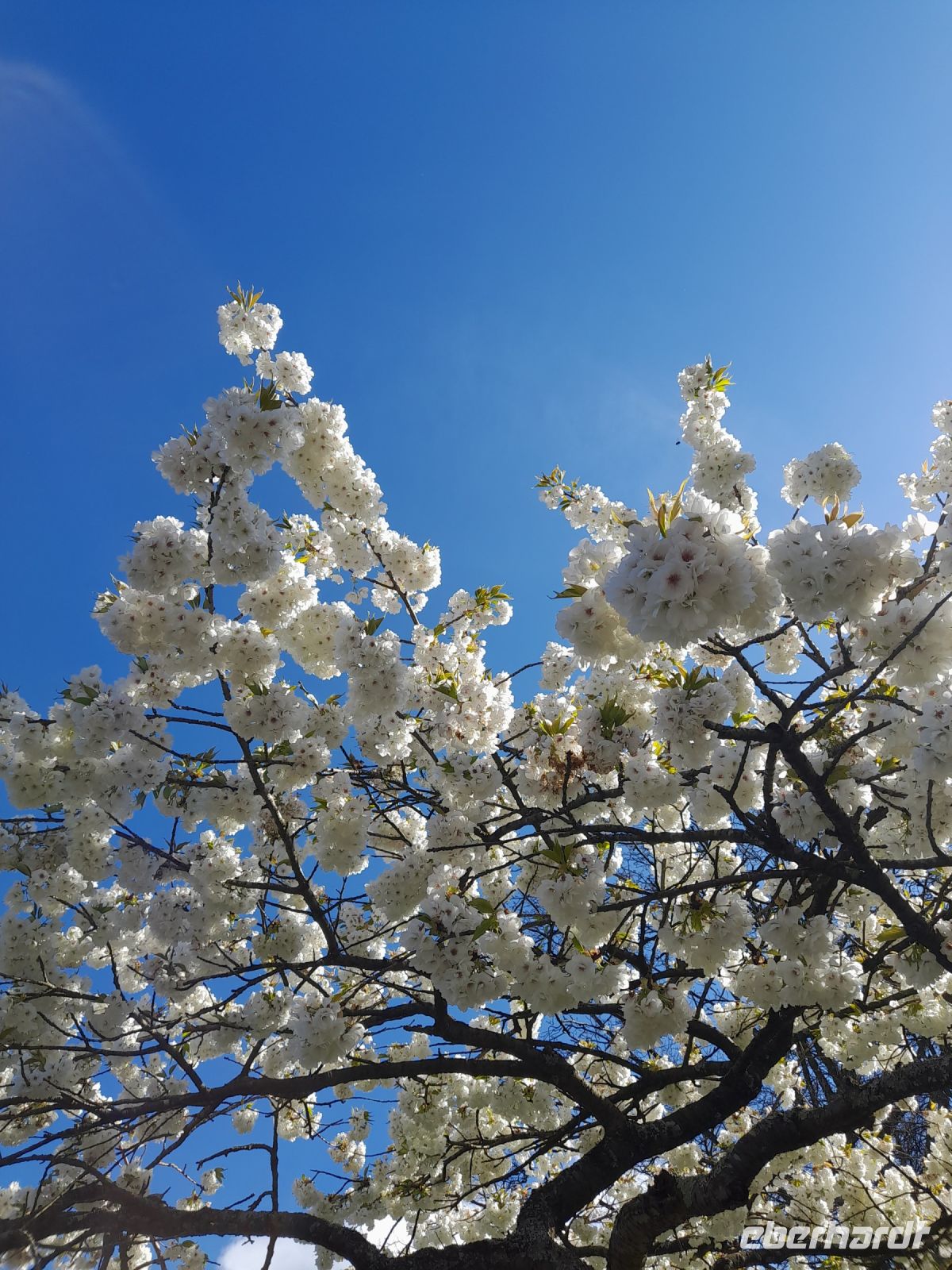 Blütenpracht im Keukenhof