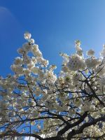 Blütenpracht im Keukenhof