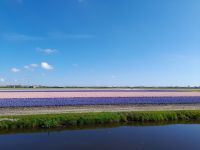Blütenpracht im Keukenhof
