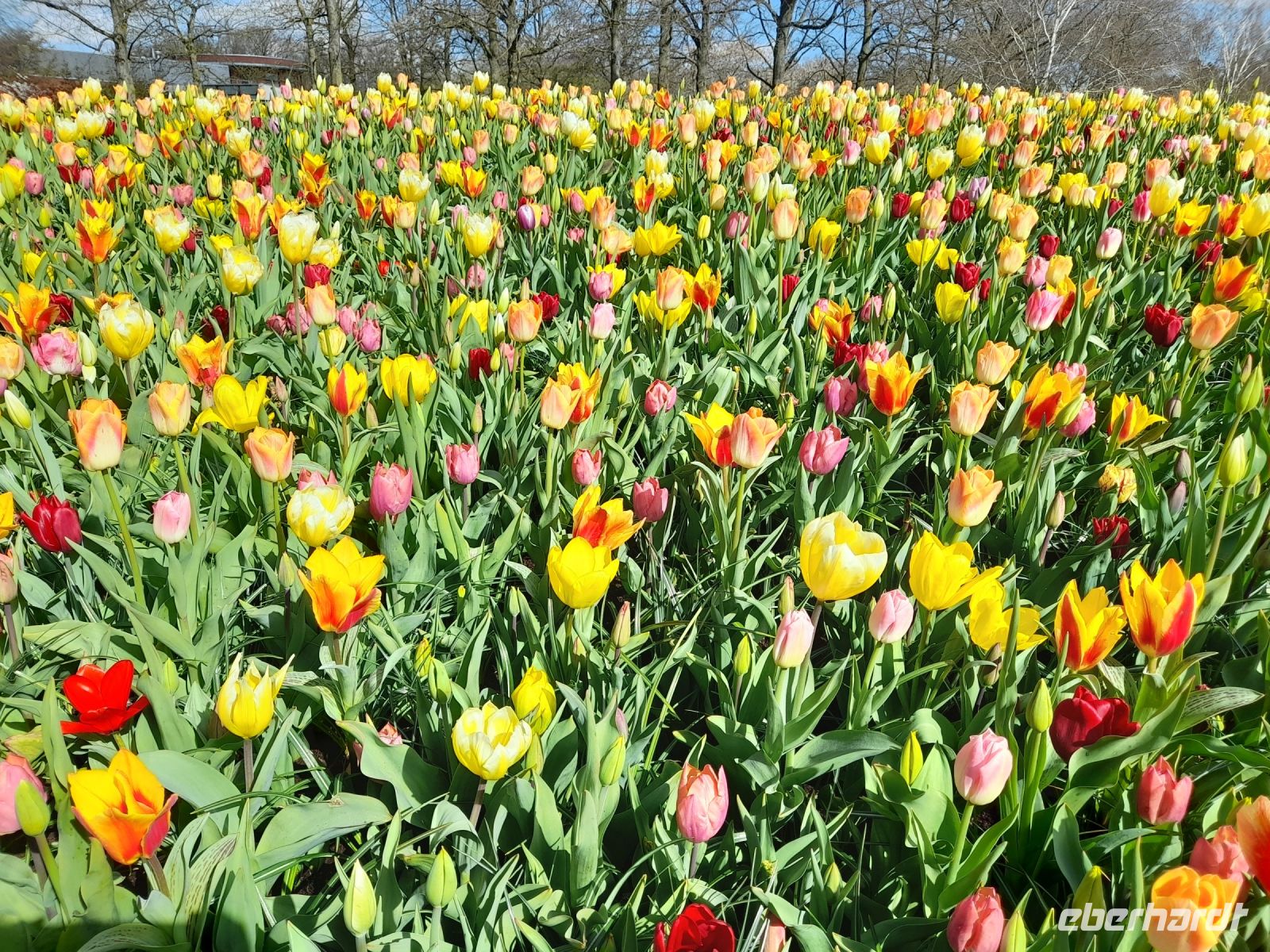 Blütenpracht im Keukenhof