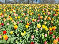 Blütenpracht im Keukenhof