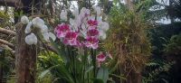 Orchideen Hoeve