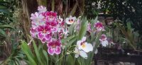 Orchideen Hoeve