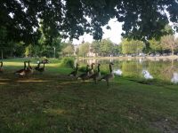 Die Gänse im Stadtpark von Maastricht