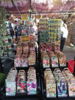 auf dem Blumenmarkt in Amsterdam während der Stadtführung