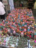 auf dem Blumenmarkt in Amsterdam während der Stadtführung