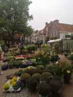 Besuch des wöchentlichen Blumenmarkts in Amersfoort