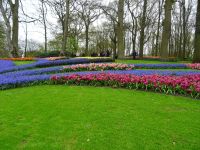 Keukenhof (7).JPG