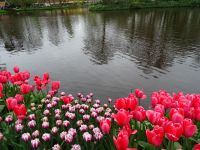 Keukenhof (9).JPG