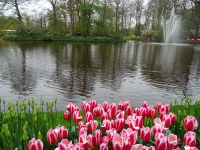 Keukenhof (12).JPG