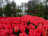Keukenhof (18).JPG
