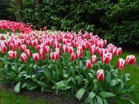Keukenhof (42).JPG