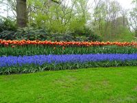 Keukenhof (43).JPG