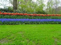 Keukenhof (44).JPG