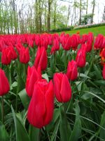 Keukenhof (53).JPG