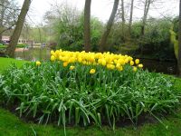 Keukenhof (64).JPG
