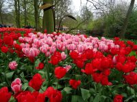 Keukenhof (66).JPG