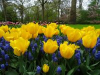 Keukenhof (68).JPG