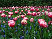 Keukenhof (70).JPG