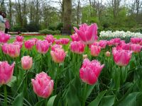 Keukenhof (75).JPG