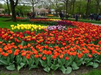 Keukenhof (120).JPG