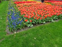 Keukenhof (132).JPG