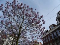 Stadtrundfahrt Amsterdam (34).JPG