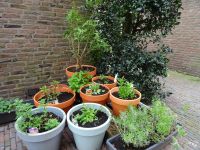 Stadtrundgang Haarlem (15).JPG