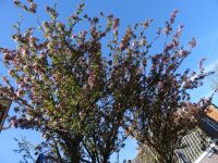 Stadtrundgang Enkhuizen (28).JPG