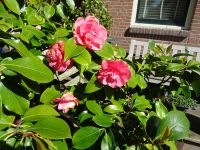 Stadtrundgang Enkhuizen (31).JPG