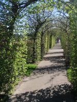 Keukenhof: grüner Tunnel gegenüber Oranja Nassau