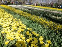 Blumenparadies Keukenhof