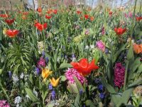 Blumenparadies Keukenhof