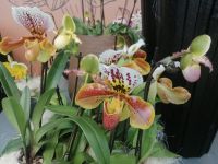 Blumenparadies Keukenhof - Pavillon Beatrix mit Orchideen