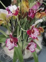 Blumenparadies Keukenhof - Pavillon Beatrix mit Orchideen