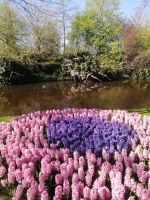 Blumenparadies Keukenhof - Wilhelmina