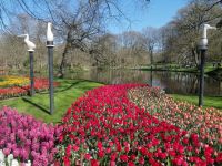 Blumenparadies Keukenhof - Wilhelmina