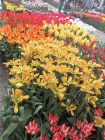 Blumenparadies Keukenhof - Willem-Alexander