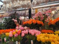Blumenmarkt Amsterdam 